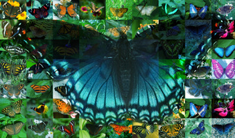 Butterfly Photo Montage collage