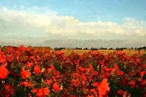 THE RED FIELD
