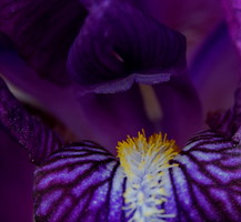 Purple Iris Abstract