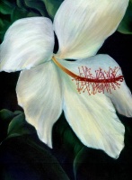 White Hybiscus