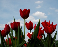 Tulips toward the sky