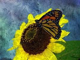 Butterfly and Sunflower Digital Art