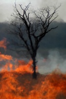 One Tree Fire