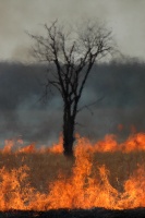 Tree in Fire