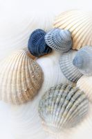 Just Sea Shells
