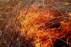 Grass and Flames