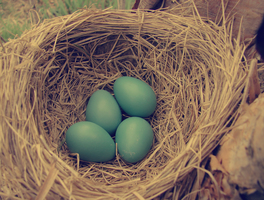 Vintage Robin Nest and Eggs