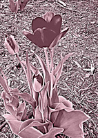 tulips image one