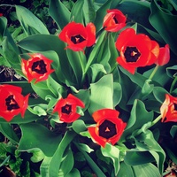 A Tulip Bunch