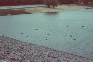 Vultures at the Lake