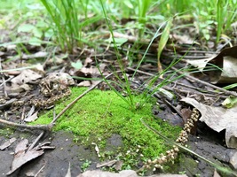 Lichen, moss, grass