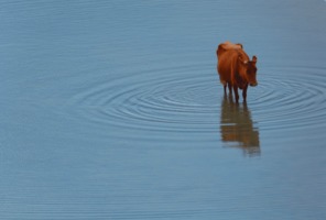 LONELY COW