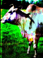 bovine extract (cow I)
