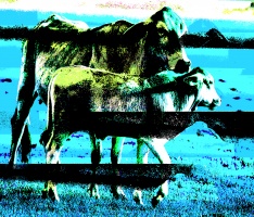 cow II