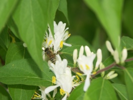 a bee in action