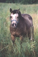 Hay Horse