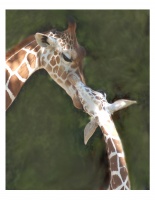 Mom & baby giraffe