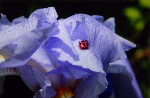 Purple Iris & Ladybug