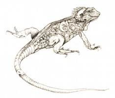 Lizard Montauge