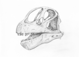 Camarasaurus Skull