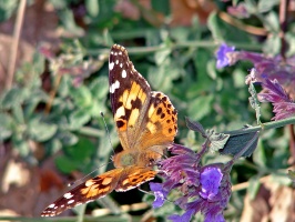 Butterfly in Nature