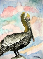 Pelican bird 2