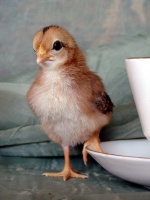 Bantam Chick with Cup and Saucer