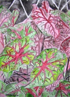Caladiums tropical plant painting