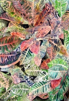 Croton Tropical Plant painting
