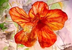 Hibiscus 2 flower