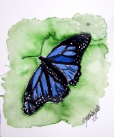 blue monarch butterfly 2
