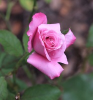 Plum Rose, Version C