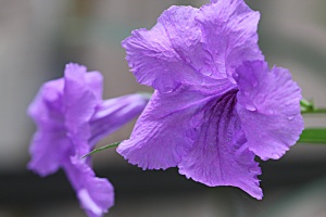Purple Showers Blooms after Rain