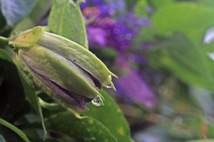 Raindrops on Passion Flower  Bud