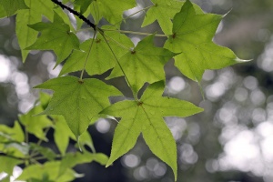 Maple Leaves, Version B