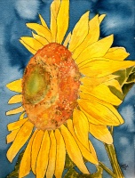 sunflower macro art flower