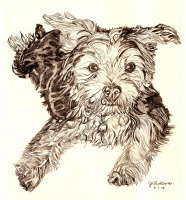 Ted (Yorkie)