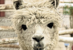 Alpaca Vintage Postcard Art