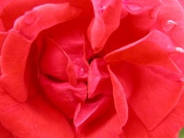 Zoomed in Rose