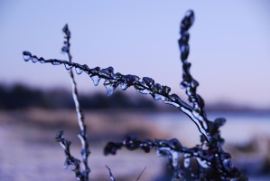 Iced Blossoms