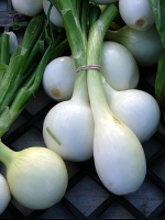 Onions At The Farmer's Market