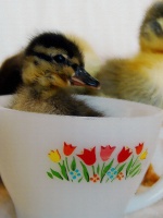 Duck in a Teacup 2