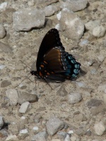 Butterfly On Gravel