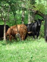 Cattle at Pasture