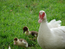 Muscovy and Ducklings