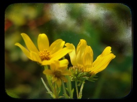Wildflowers With TTV Layer