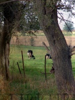 Dairy Cattle at Pasture
