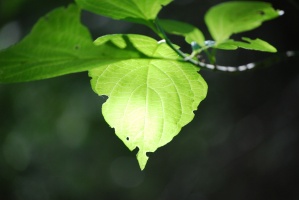 Washington Leaf