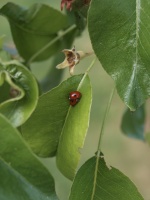 Two ladybugs on green leaf