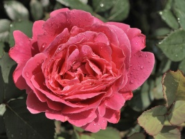 Red rose after rain